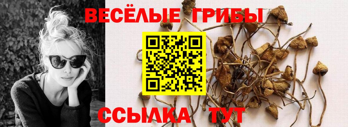 Тосно  Псилоцибиновые грибы Cubensis  Вход с VPN 